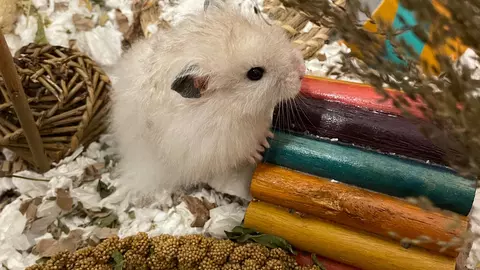 Tan-coloured hamster Percy exploring his cage in foster. He is climbing over a multi coloured enrichment tunnel